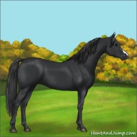 Horse Color:Black 