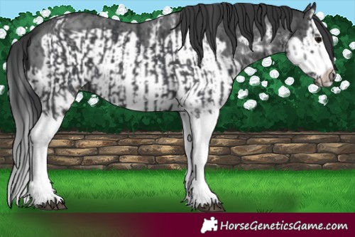 Horse Color:Black Sabino Splash and Black Sabino Splash Frame