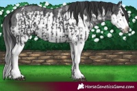 Horse Color:Black Sabino Splash and Black Sabino Splash Frame