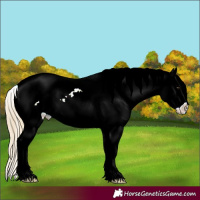 Horse Color:Red Dun Appaloosa 