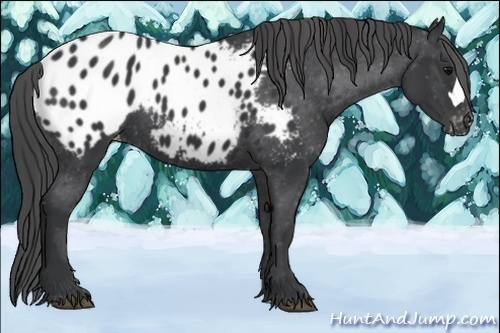Horse Color:Black Appaloosa