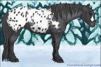 Horse Color:Black Appaloosa 