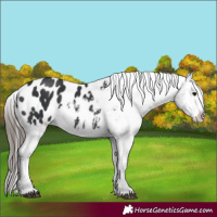 Horse Color:Unknown 