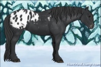 Horse Color:Black Appaloosa 