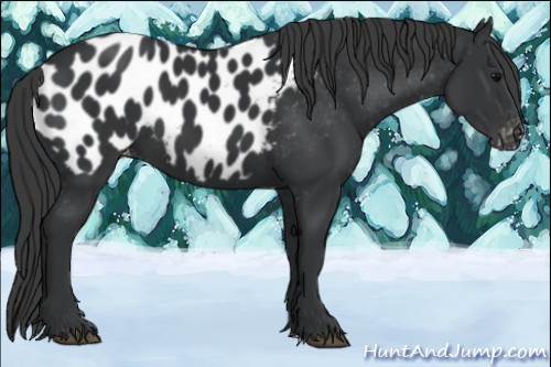 Horse Color:Black Appaloosa 