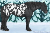 Horse Color:Black Appaloosa 