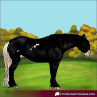 Horse Color:Smoky Black Ice Varnish