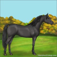 Horse Color:Black 