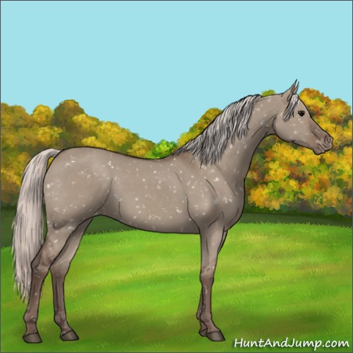Horse Color:Silver Grullo Appaloosa