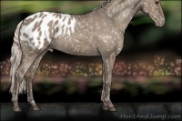 Horse Color:Silver Grullo Appaloosa 