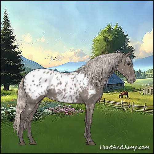 Horse Color:Silver Grullo Appaloosa 