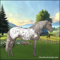 Horse Color:Silver Grullo Appaloosa 
