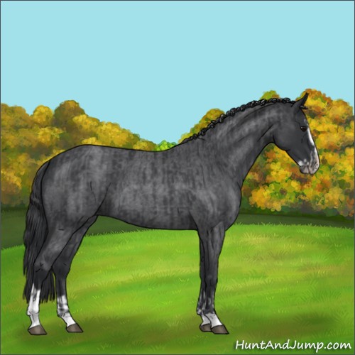 Horse Color:Blue Roan Sabino Splash and Blue Roan Sabino