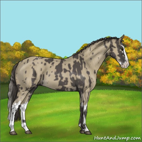 Horse Color:Smoky Blue Roan Sabino Splash and Classic Cream Champagne Roan Sabino Splash