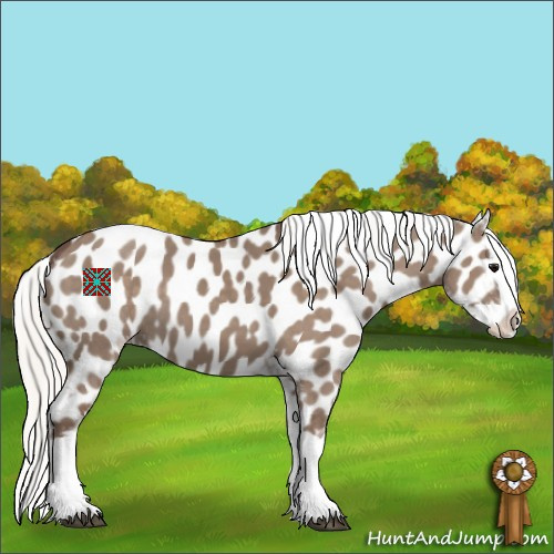 Horse Color:Silver Grullo Splash Appaloosa 