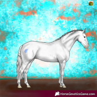 Horse Color:Silver Grullo Appaloosa 