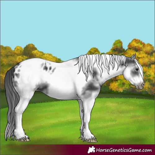Horse Color:White Spotted Black Splash Tobiano Frame Appaloosa 