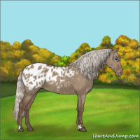 Horse Color:Silver Grullo Appaloosa 
