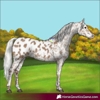 Horse Color:Silver Grullo Blanket 