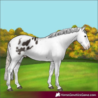 Horse Color:Liver Chestnut Sabino Splash Appaloosa  and Smoky Creme Sabino Splash Appaloosa 