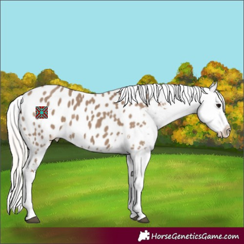 Horse Color:Silver Grullo Near Leopard