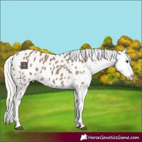 Horse Color:Silver Grullo Near Leopard