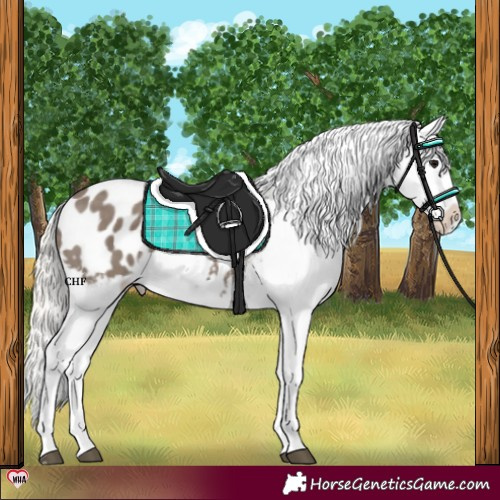 Horse Color:Silver Grullo Appaloosa 