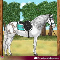 Horse Color:Silver Grullo Appaloosa 