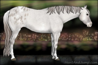 Horse Color:White Spotted Grullo Roan Onyx Appaloosa