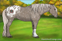 Horse Color:Silver Grullo Appaloosa 