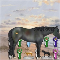 Horse Color:Black 