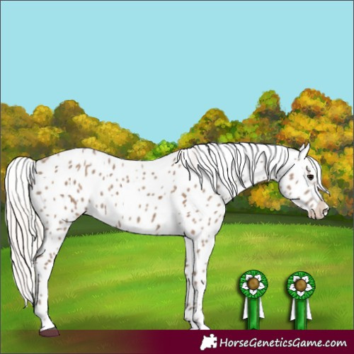 Horse Color:Silver Grullo Appaloosa 