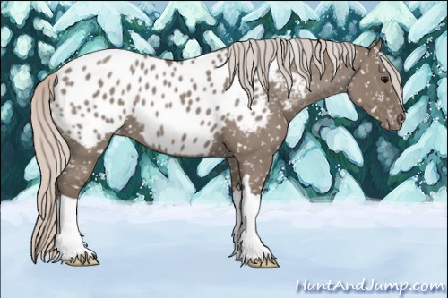 Horse Color:Silver Grullo Appaloosa 