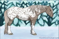 Horse Color:Silver Grullo Appaloosa 