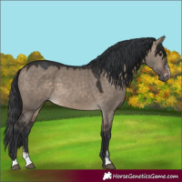 Horse Color:Brown Dun Sabino 