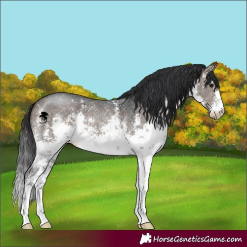 Horse Color:White Spotted Brown Dun Sabino