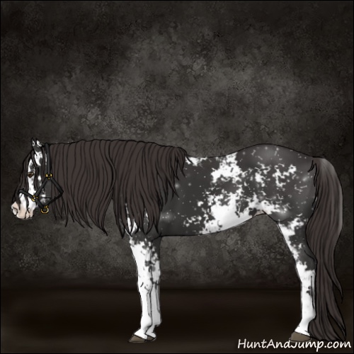 Horse Color:Liver Chestnut Sabino 