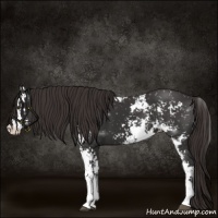 Horse Color:Liver Chestnut Sabino 
