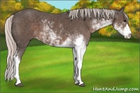 Horse Color:Silver Black Sabino 