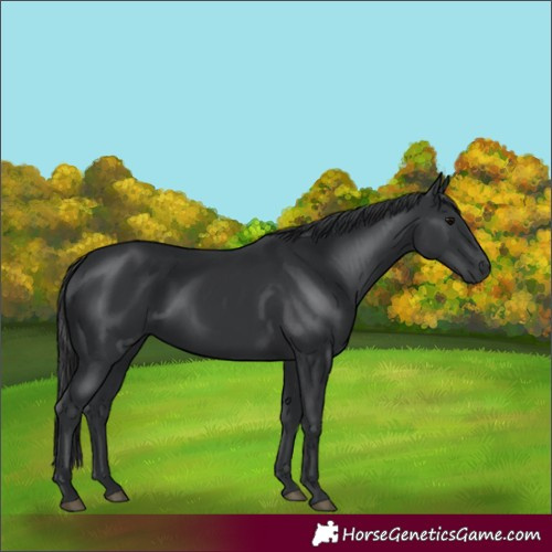 Horse Color:Black 
