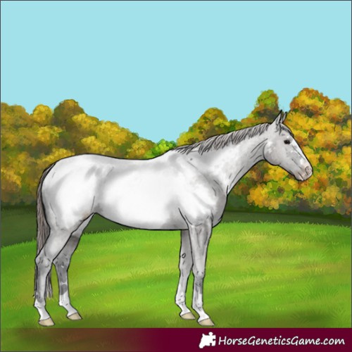 Horse Color:Grullo Appaloosa 