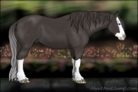 Horse Color:Smoky Black Splash