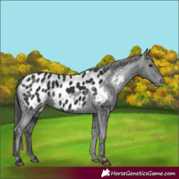 Horse Color:Black Near Leopard