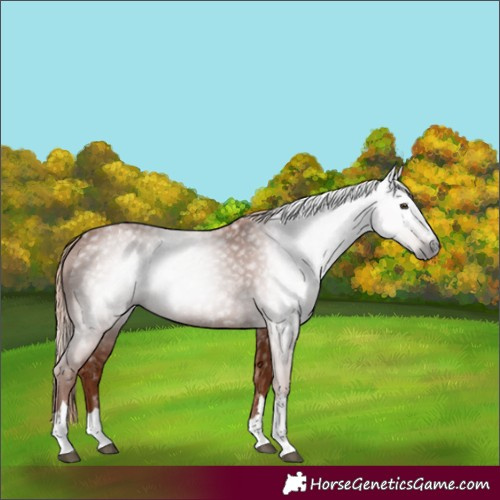 Horse Color:Gray Chestnut 