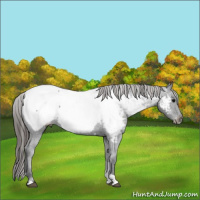 Horse Color:Black Tobiano Appaloosa