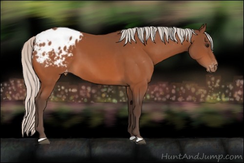 Horse Color:Silver Bay Appaloosa 