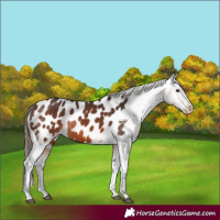 Horse Color:Brown Appaloosa 