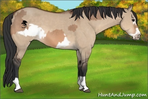 Horse Color:Bay Dun  and Bay Dun Frame 