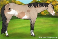 Horse Color:Bay Dun  and Bay Dun Frame 