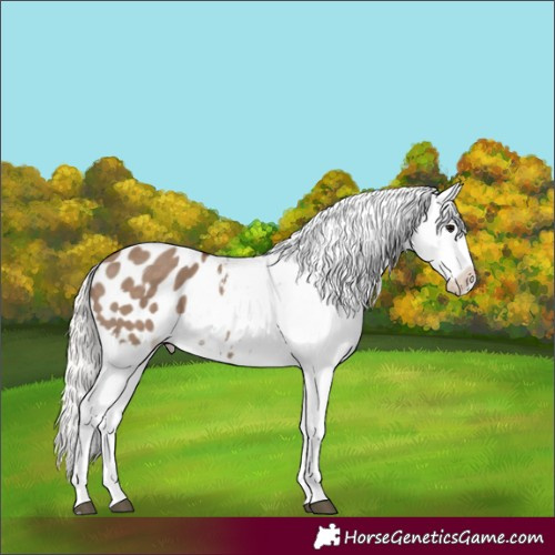 Horse Color:Silver Grullo Appaloosa 